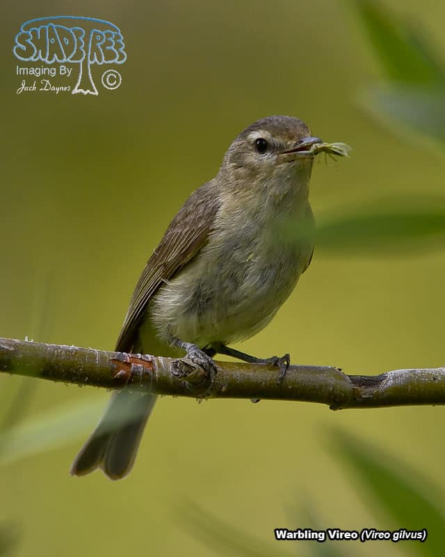 Warbling Vireo - Vireo gilvus