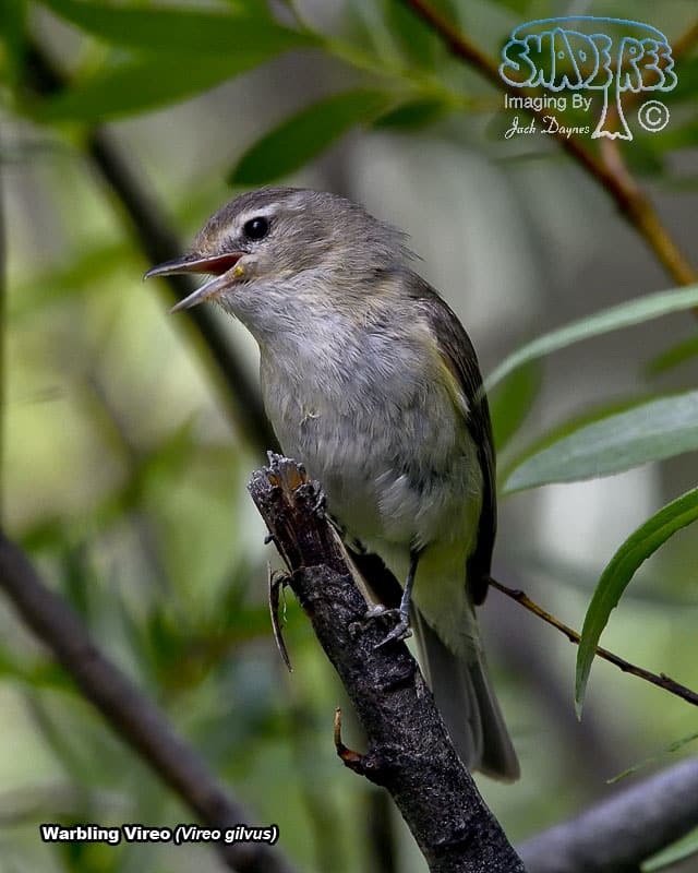 Warbling Vireo - Vireo gilvus