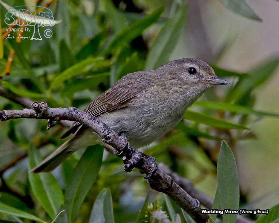 Warbling Vireo - Vireo gilvus
