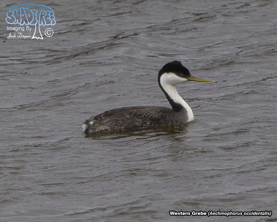 Western Grebe - Aechmophorus occidentalis