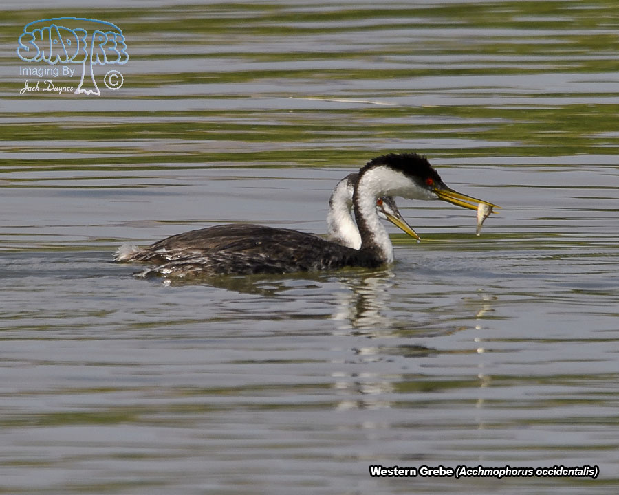 Western Grebe - Aechmophorus occidentalis
