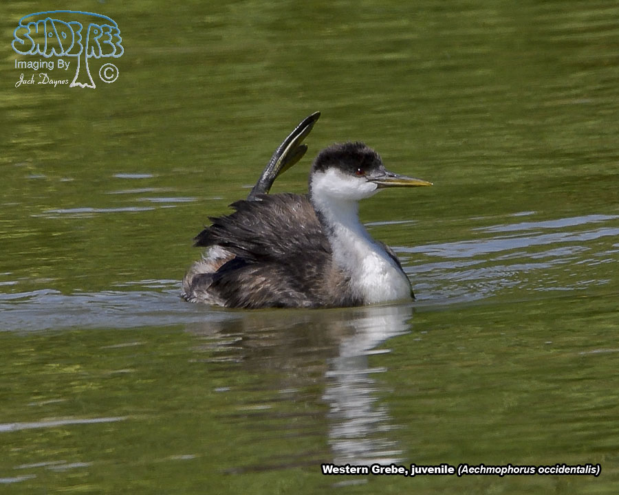 Western Grebe - Aechmophorus occidentalis