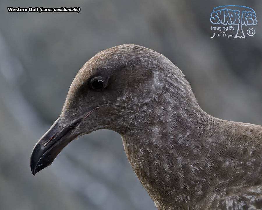 Western Gull - Larus occidentalis