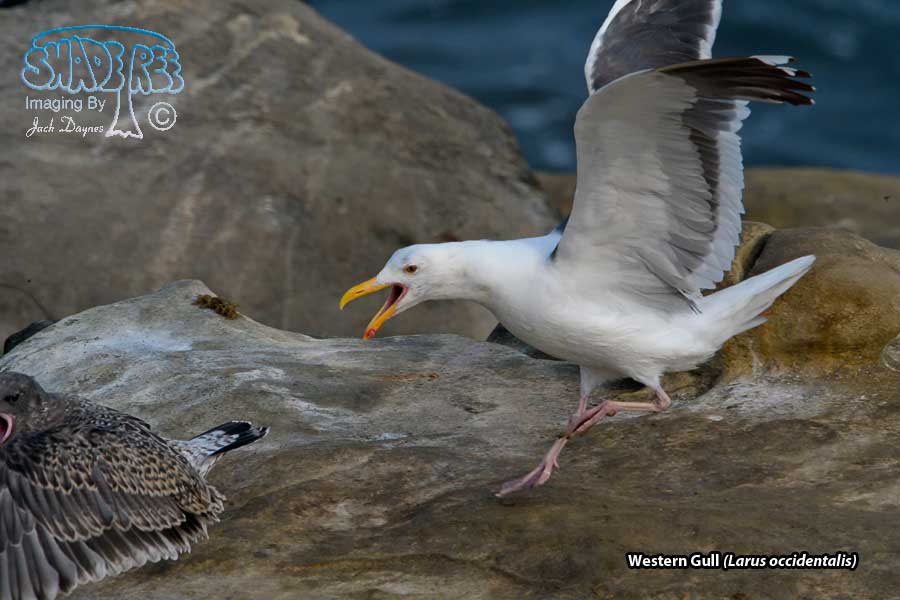 Western Gull - Larus occidentalis