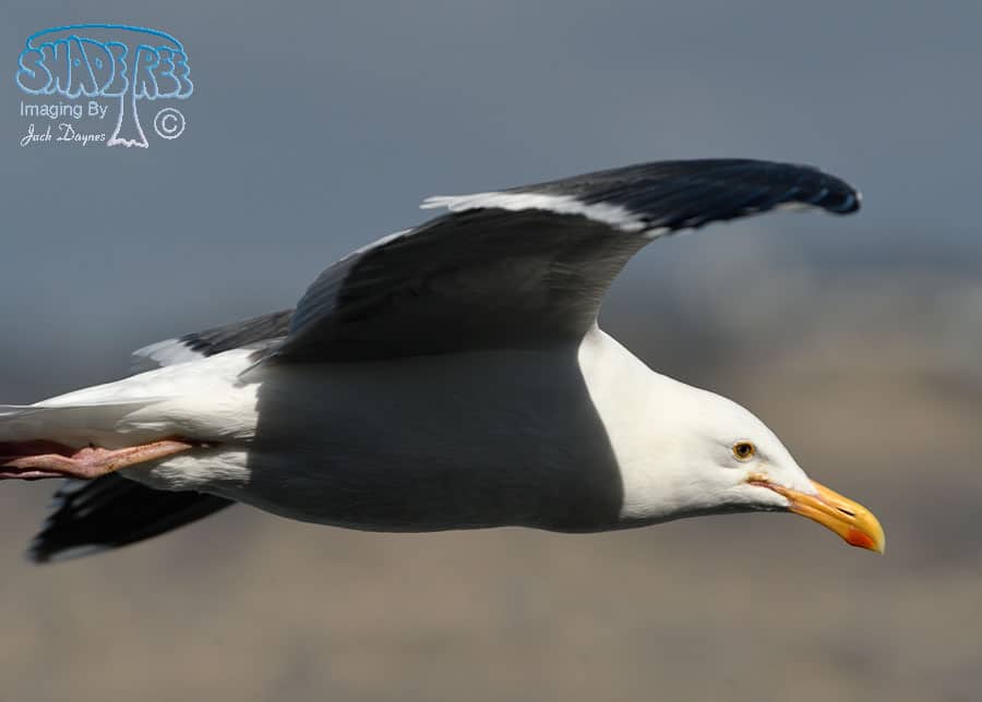 Western Gull - Larus occidentalis