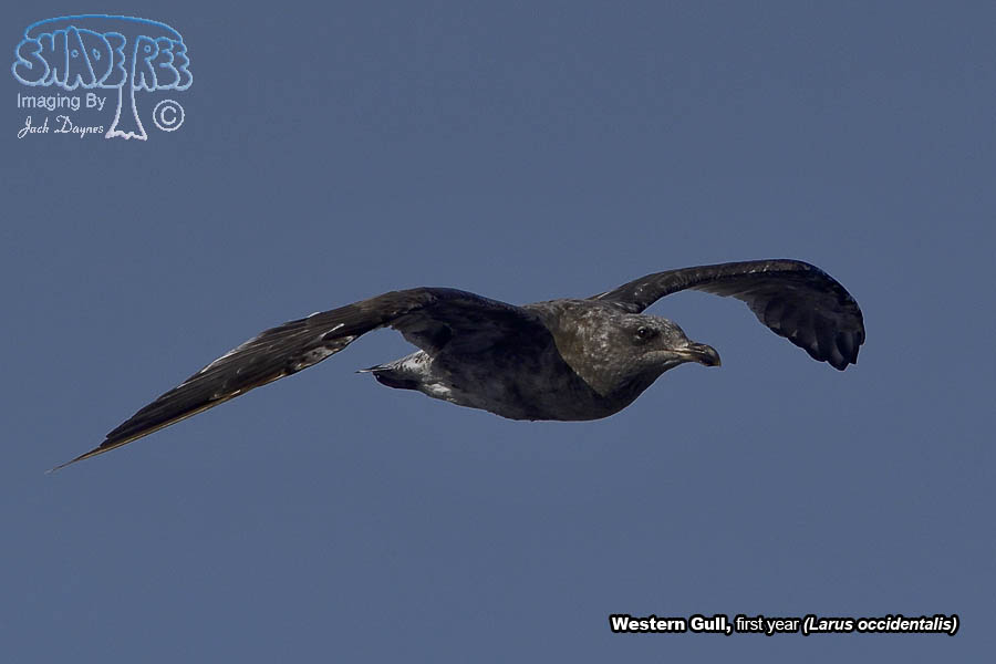 Western Gull - Larus occidentalis