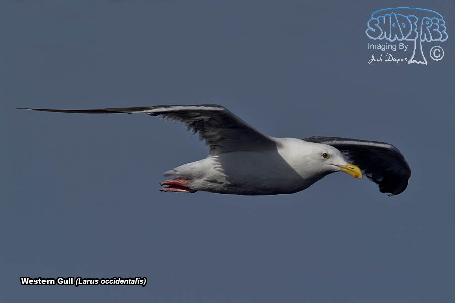 Western Gull - Larus occidentalis