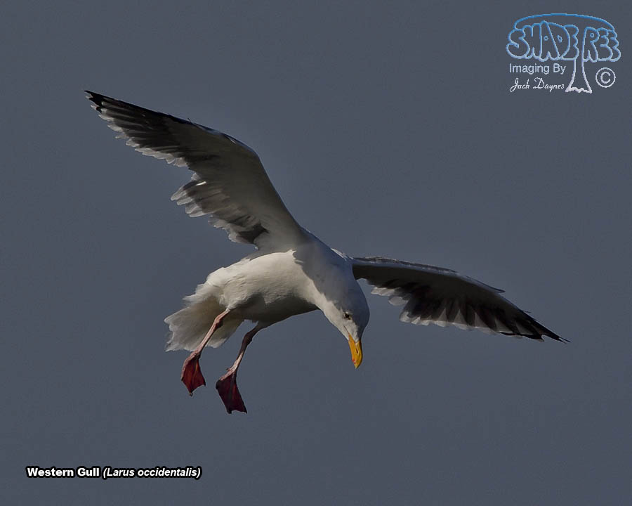 Western Gull - Larus occidentalis