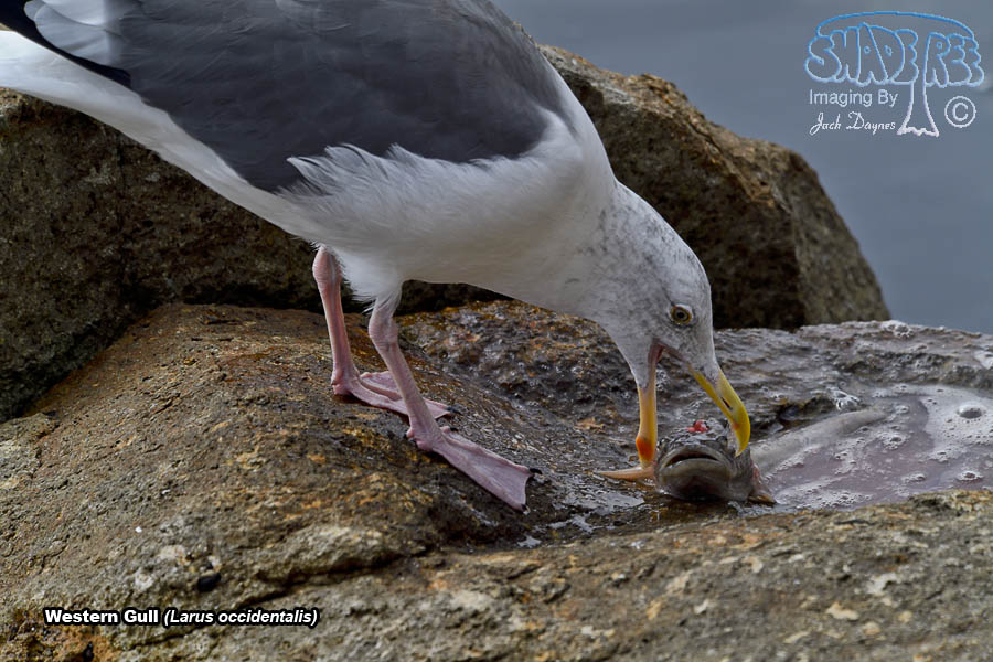 Western Gull - Larus occidentalis