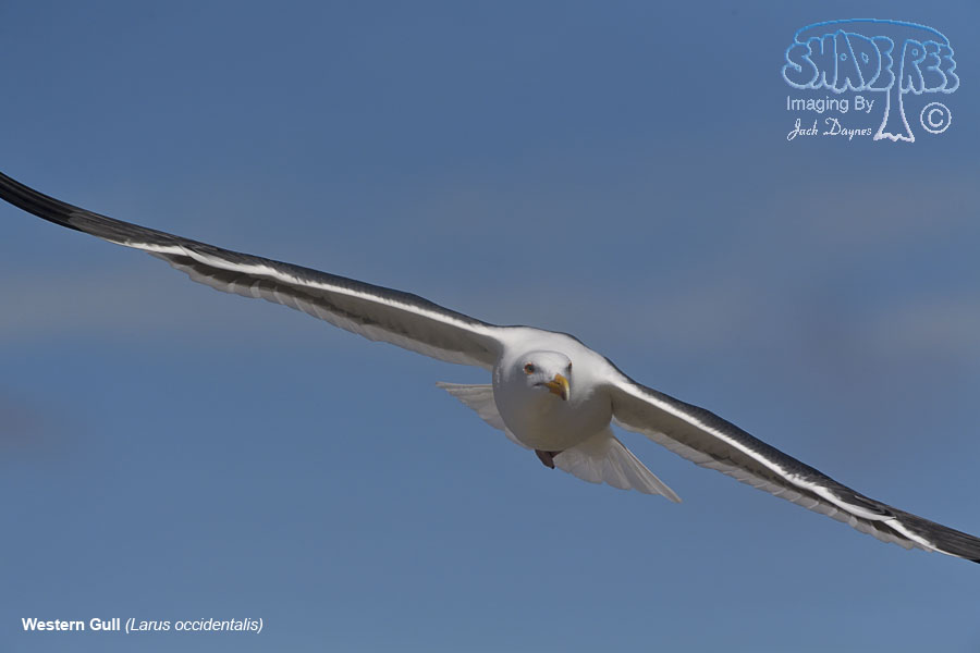 Western Gull - Larus occidentalis
