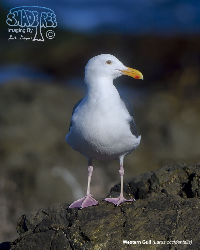Western Gull - Larus occidentalis