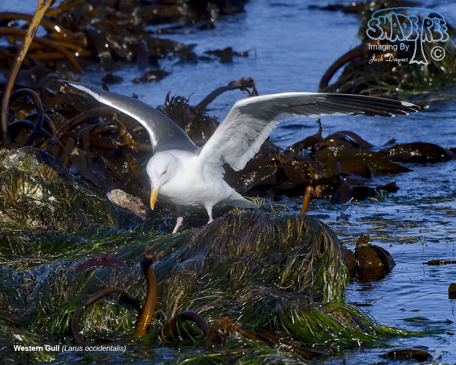 Western Gull - Larus occidentalis