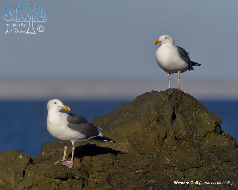 Western Gull - Larus occidentalis