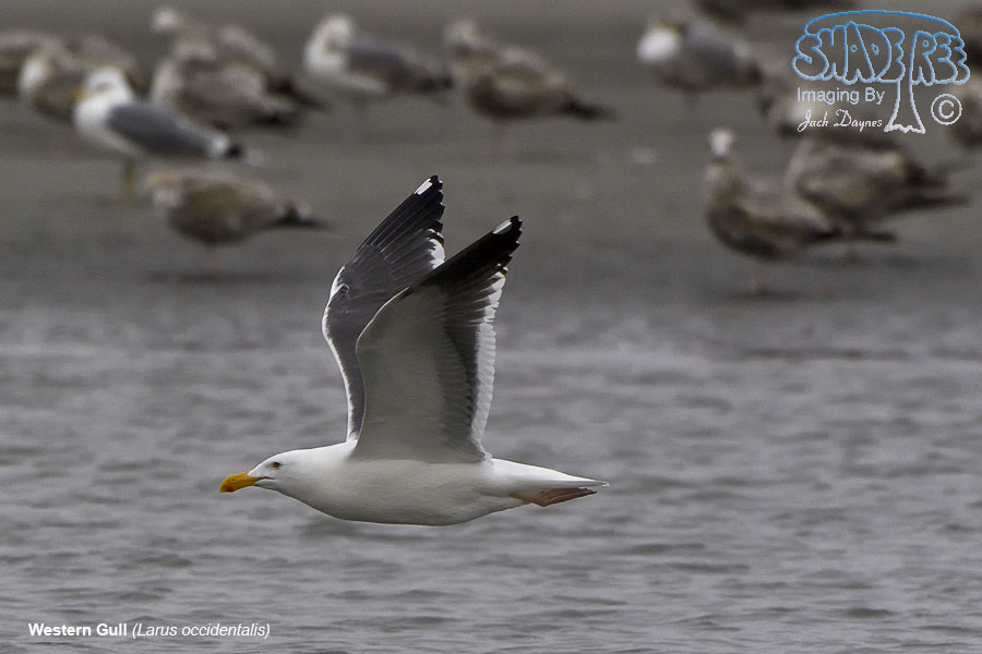 Western Gull - Larus occidentalis