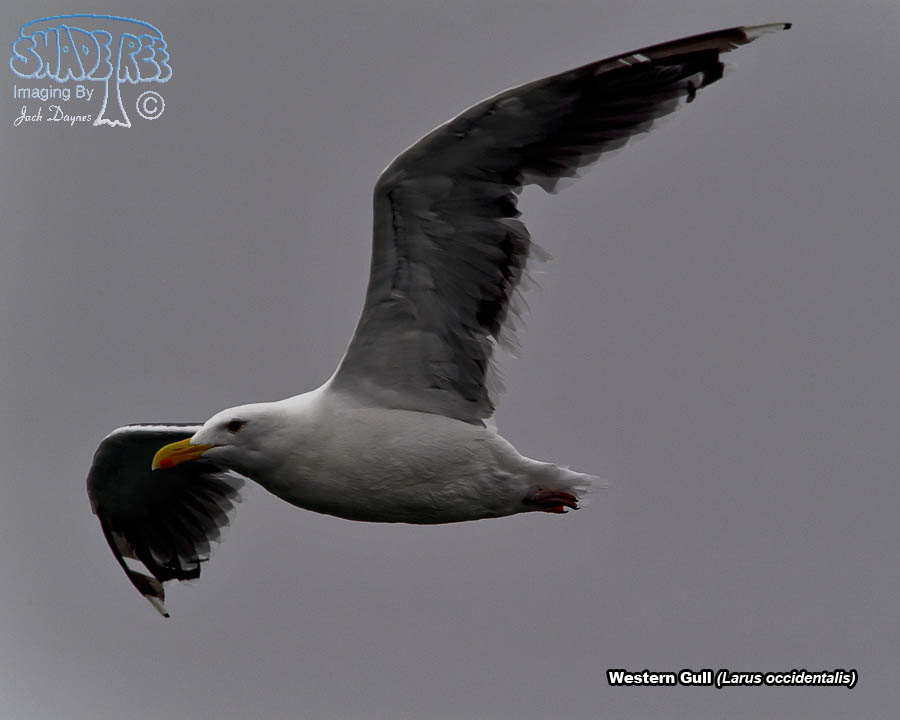 Western Gull - Larus occidentalis
