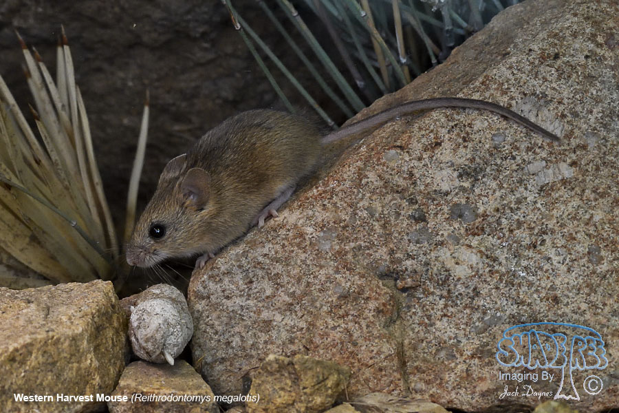 Western Harvest Mouse - Reithrodontomys megalotis