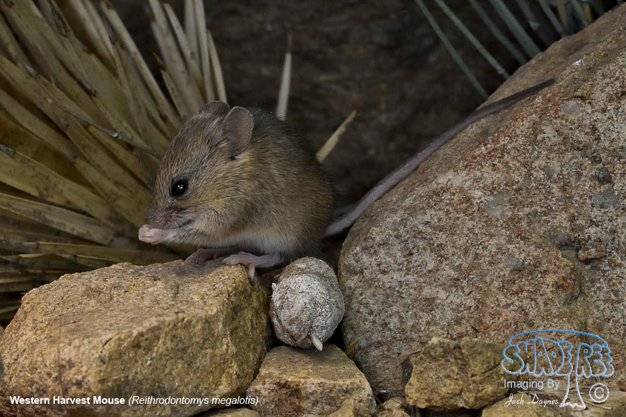 Western Harvest Mouse - Reithrodontomys megalotis