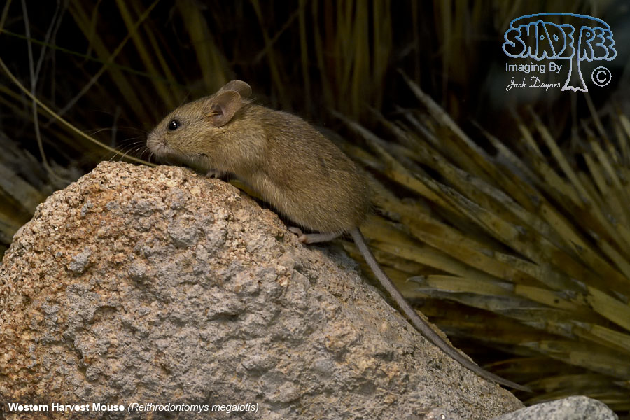 Western Harvest Mouse - Reithrodontomys megalotis