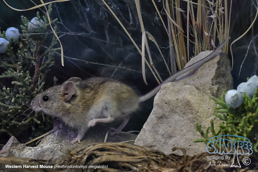 Western Harvest Mouse - Reithrodontomys megalotis