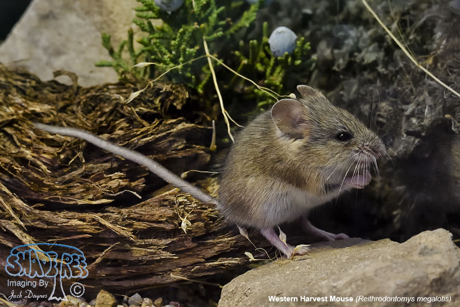 Western Harvest Mouse - Reithrodontomys megalotis