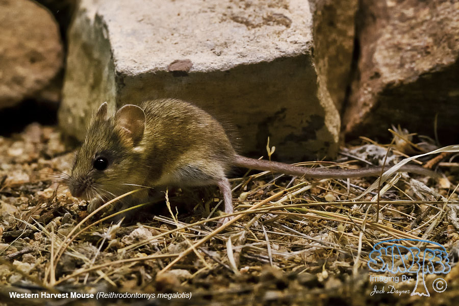 Western Harvest Mouse - Reithrodontomys megalotis