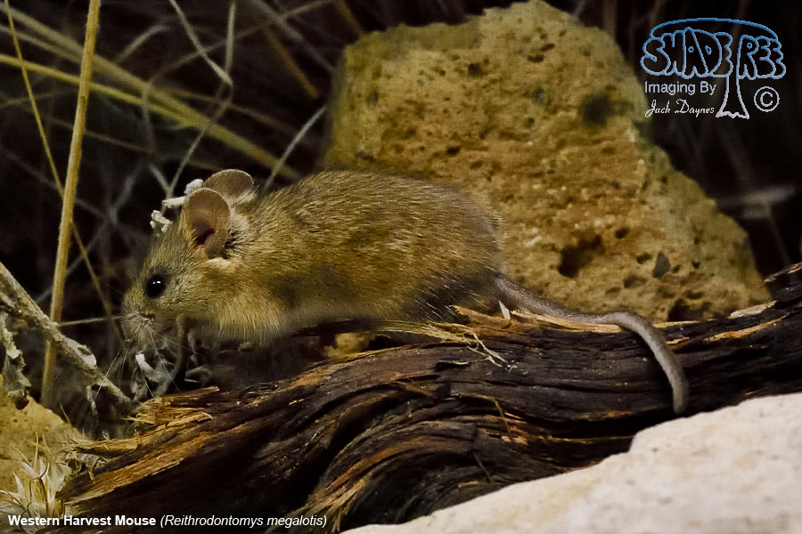 Western Harvest Mouse - Reithrodontomys megalotis