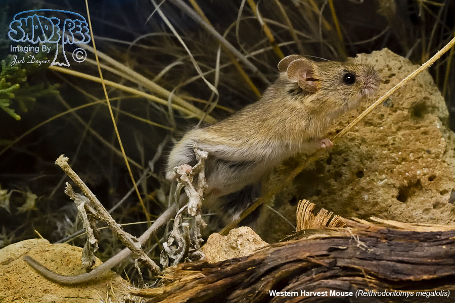 Western Harvest Mouse - Reithrodontomys megalotis