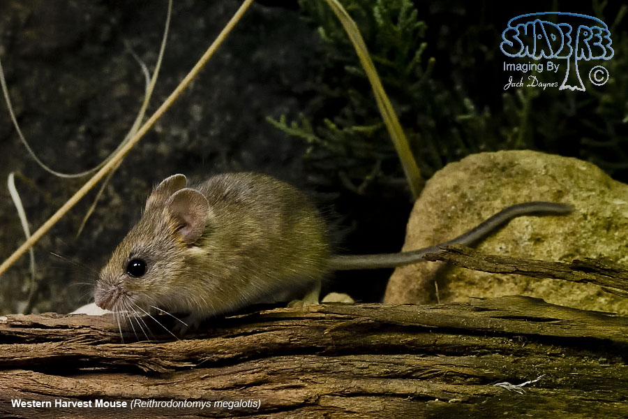 Western Harvest Mouse - Reithrodontomys megalotis