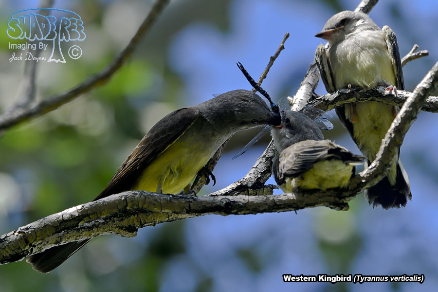 Western Kingbird - Tyrannus verticalis