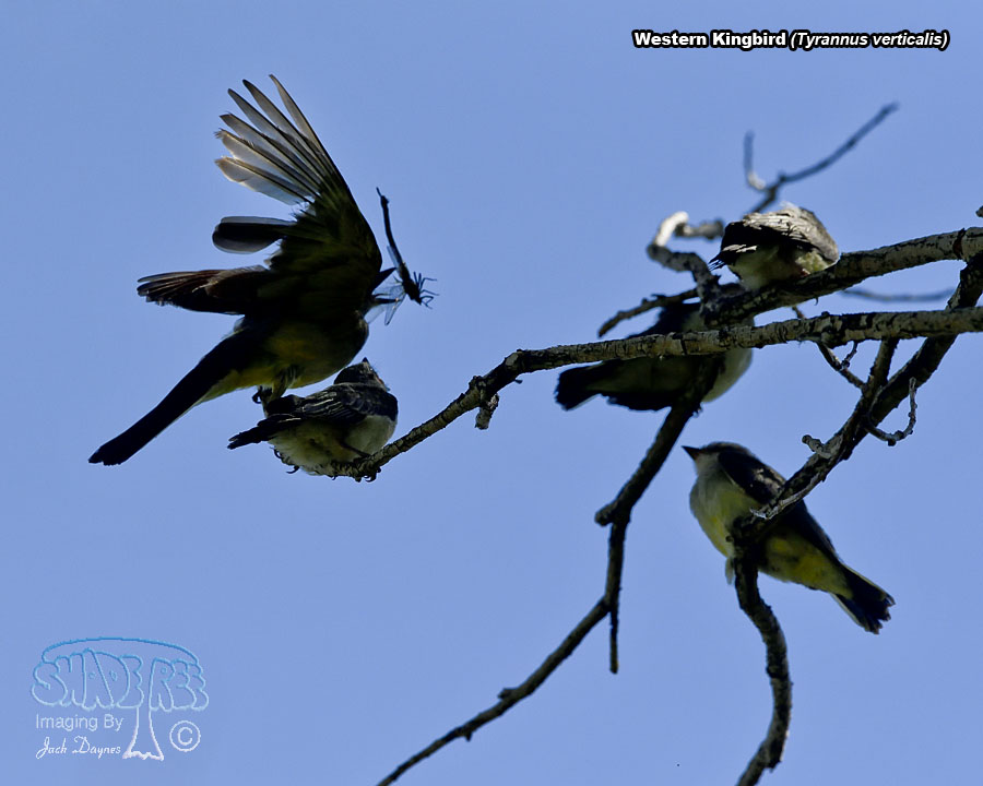 Western Kingbird - Tyrannus verticalis