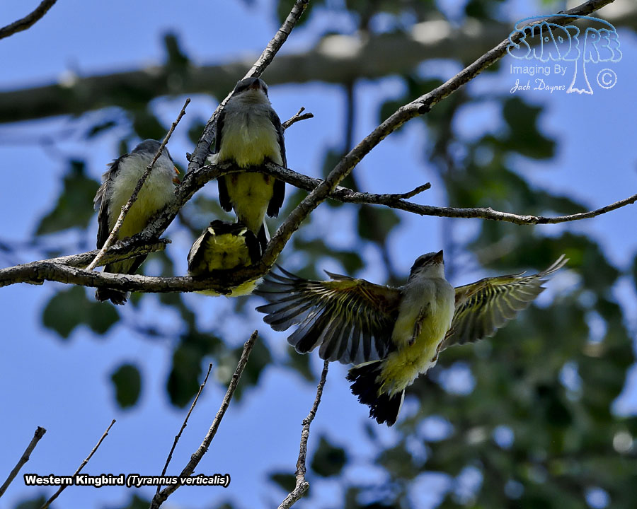 Western Kingbird - Tyrannus verticalis