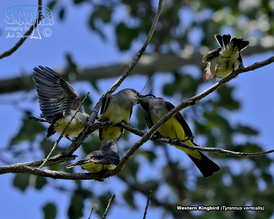 Western Kingbird - Tyrannus verticalis