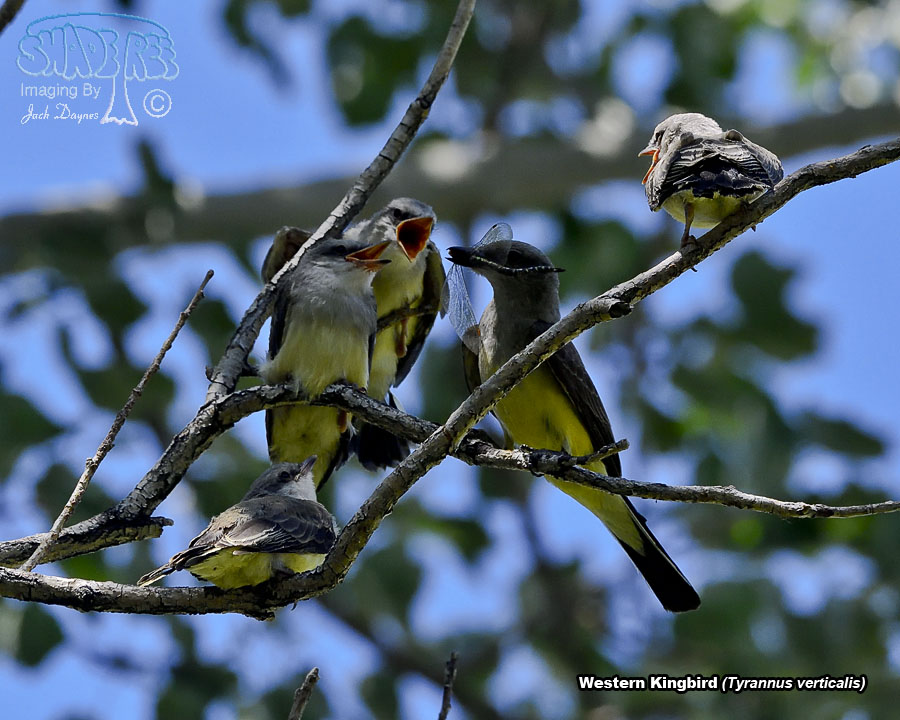 Western Kingbird - Tyrannus verticalis