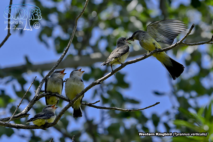 Western Kingbird - Tyrannus verticalis