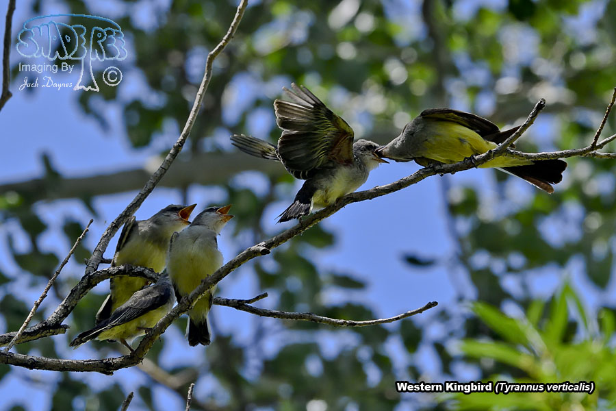 Western Kingbird - Tyrannus verticalis