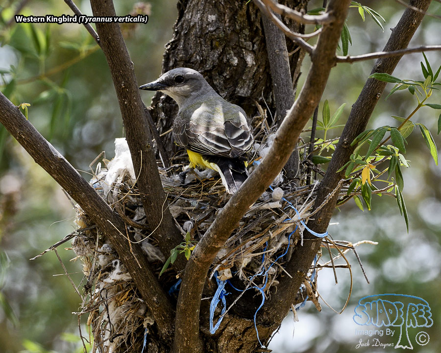Western Kingbird - Tyrannus verticalis