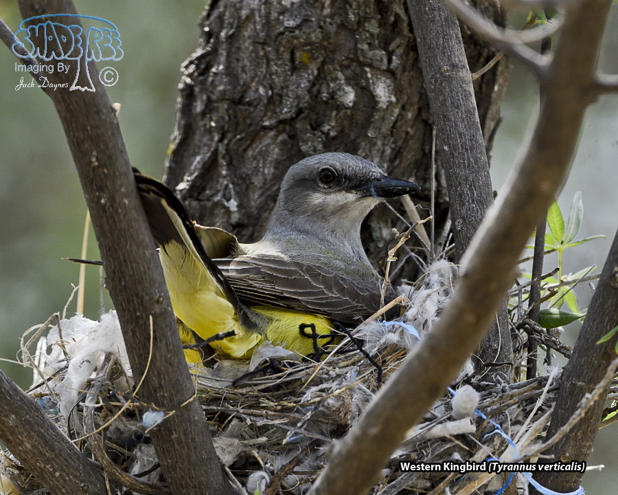 Western Kingbird - Tyrannus verticalis