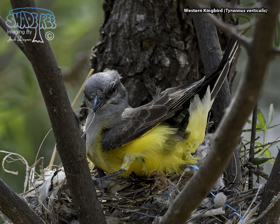 Western Kingbird - Tyrannus verticalis