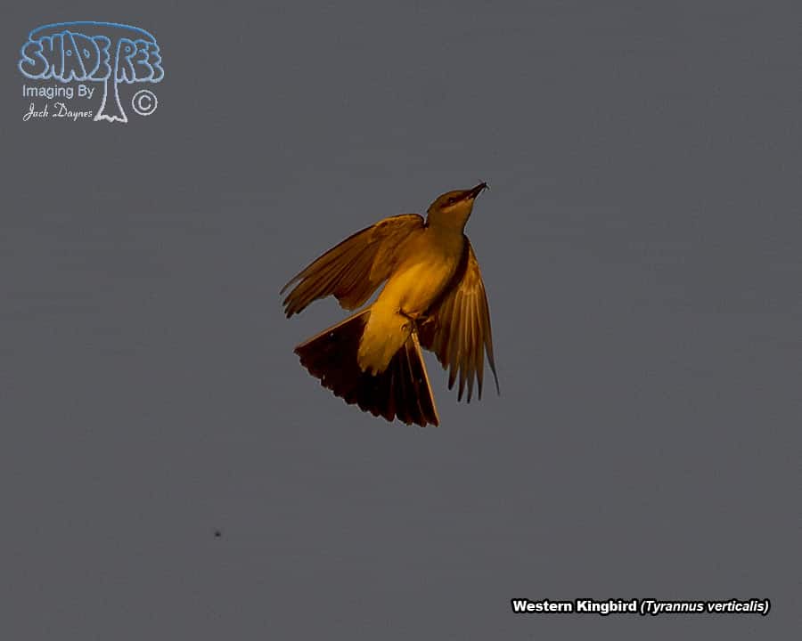 Western Kingbird - Tyrannus verticalis