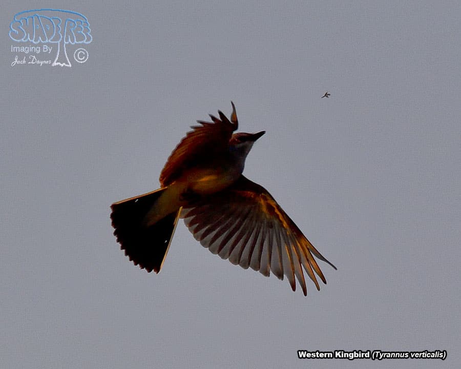 Western Kingbird - Tyrannus verticalis