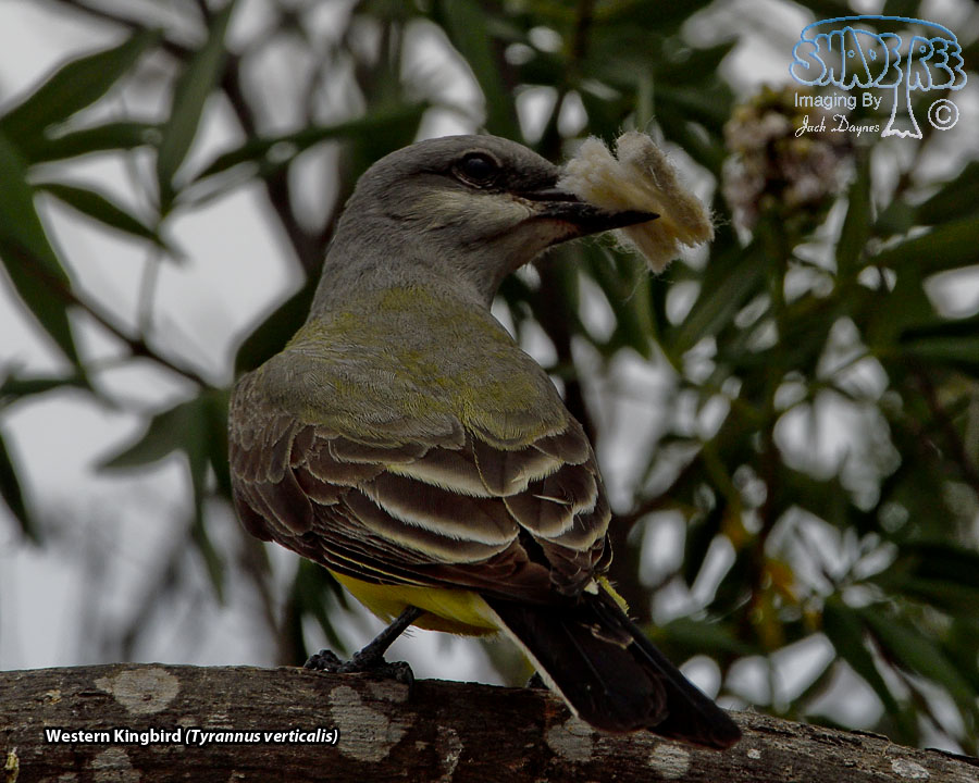 Western Kingbird - Tyrannus verticalis