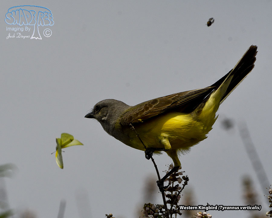 Western Kingbird - Tyrannus verticalis