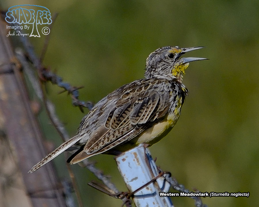Western Meadowlark - Sturnella neglecta