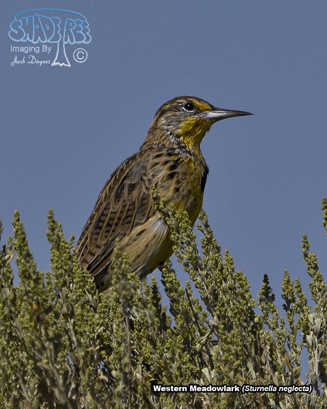 Western Meadowlark - Sturnella neglecta