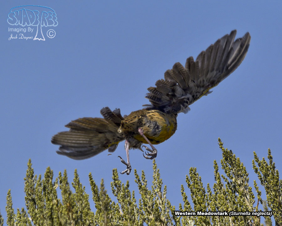 Western Meadowlark - Sturnella neglecta