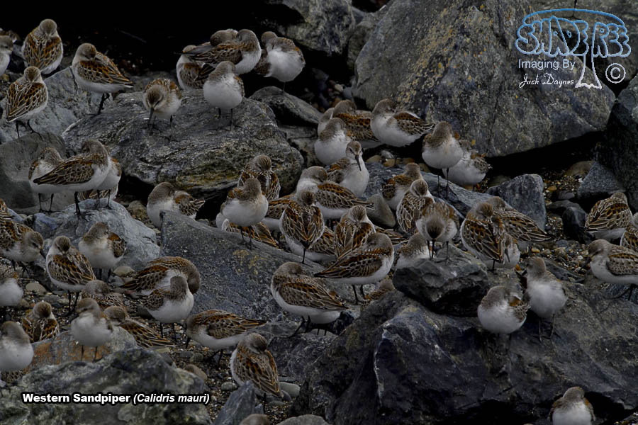Western Sandpiper - Calidris mauri