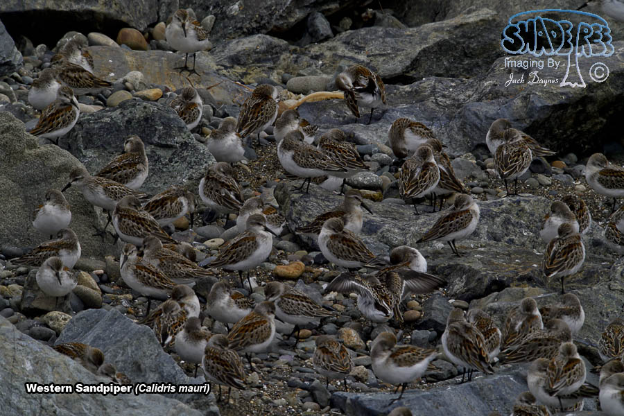 Western Sandpiper - Calidris mauri