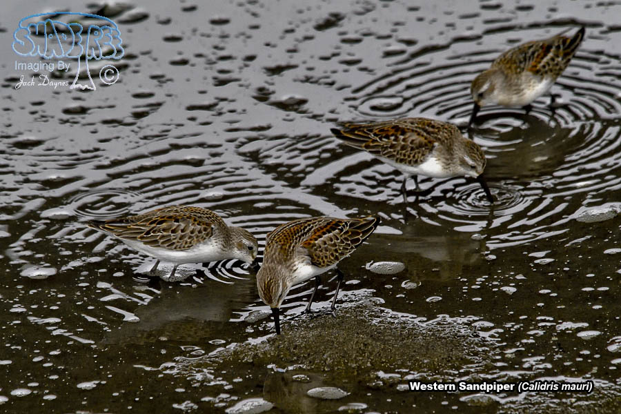 Western Sandpiper - Calidris mauri