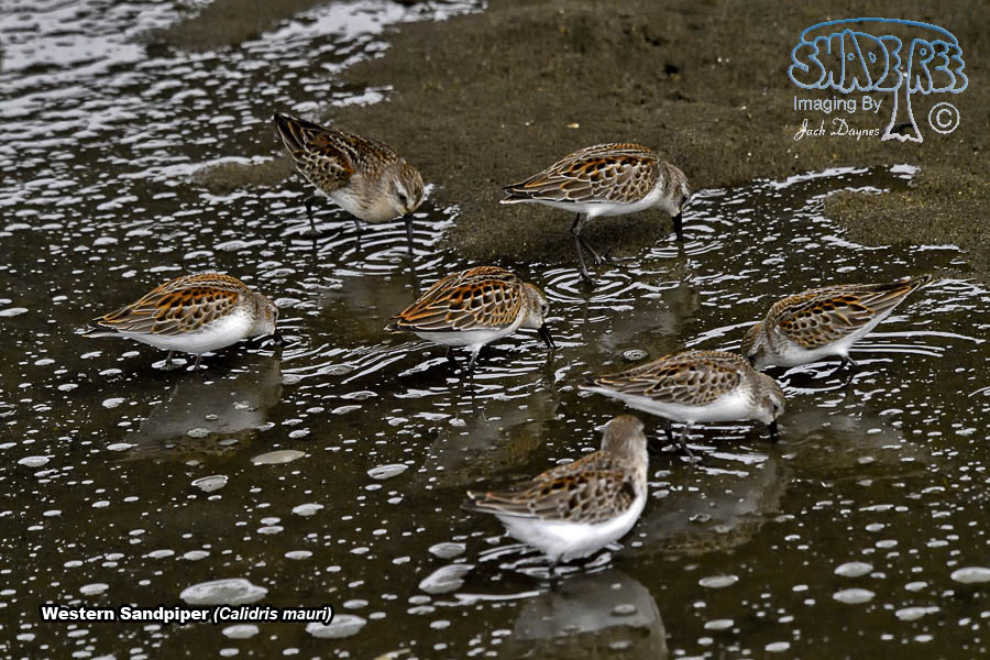Western Sandpiper - Calidris mauri