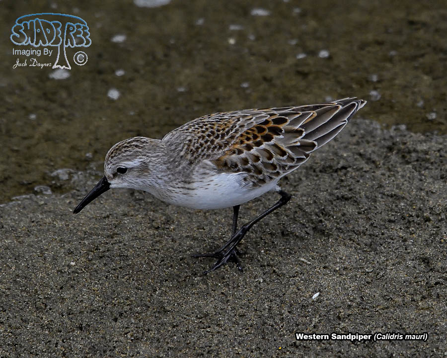 Western Sandpiper - Calidris mauri